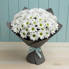 Букет цветов из:  Хризантемы #REPLACE_PRED# Мохсоголлохе